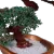 Resim