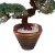 Resim
